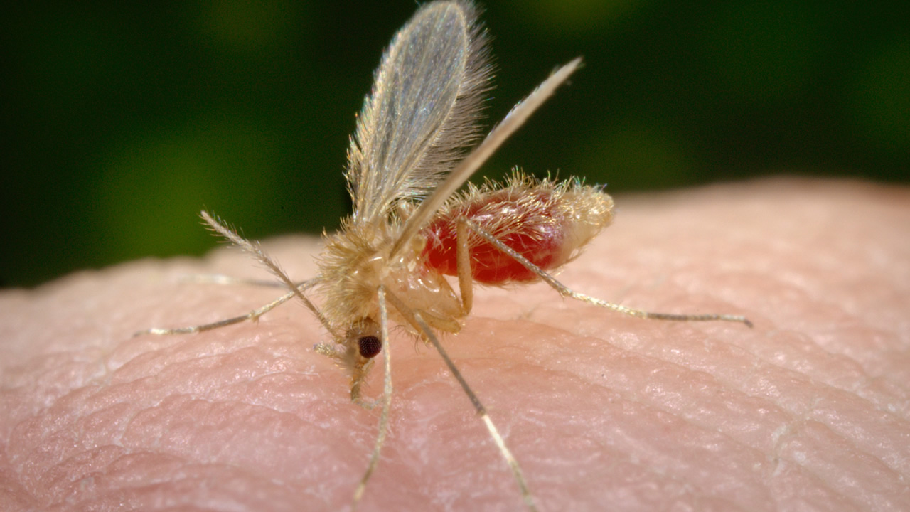 Mosquito-palha, o transmissor da Leishmaniose Visceral Canina